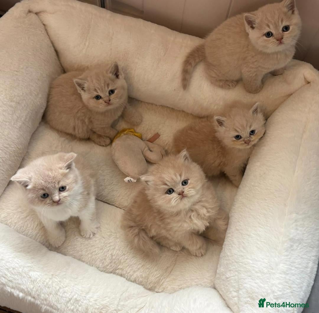 British Shorthair cats Cream British shorthair kittens 🍦 - Advert 1