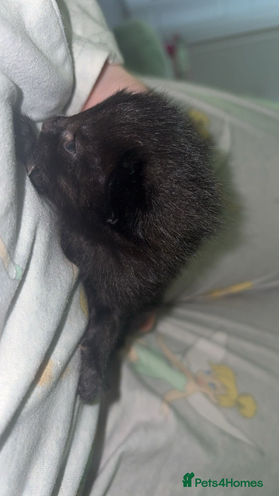 British Shorthair cats for sale: Kittens  - Advert 4