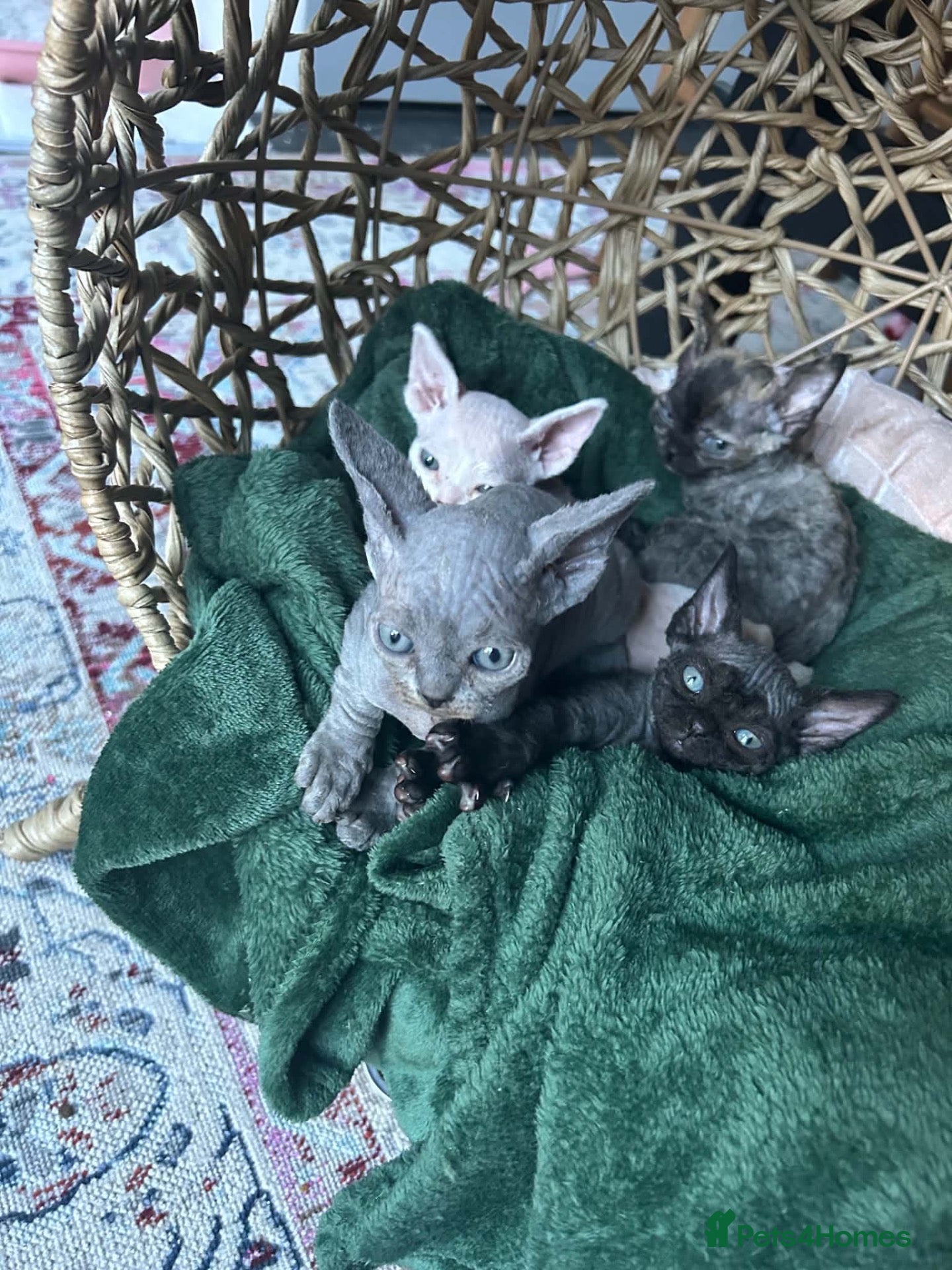 Devon Rex cats Gorgeous Devon Rex kittens - Advert 1