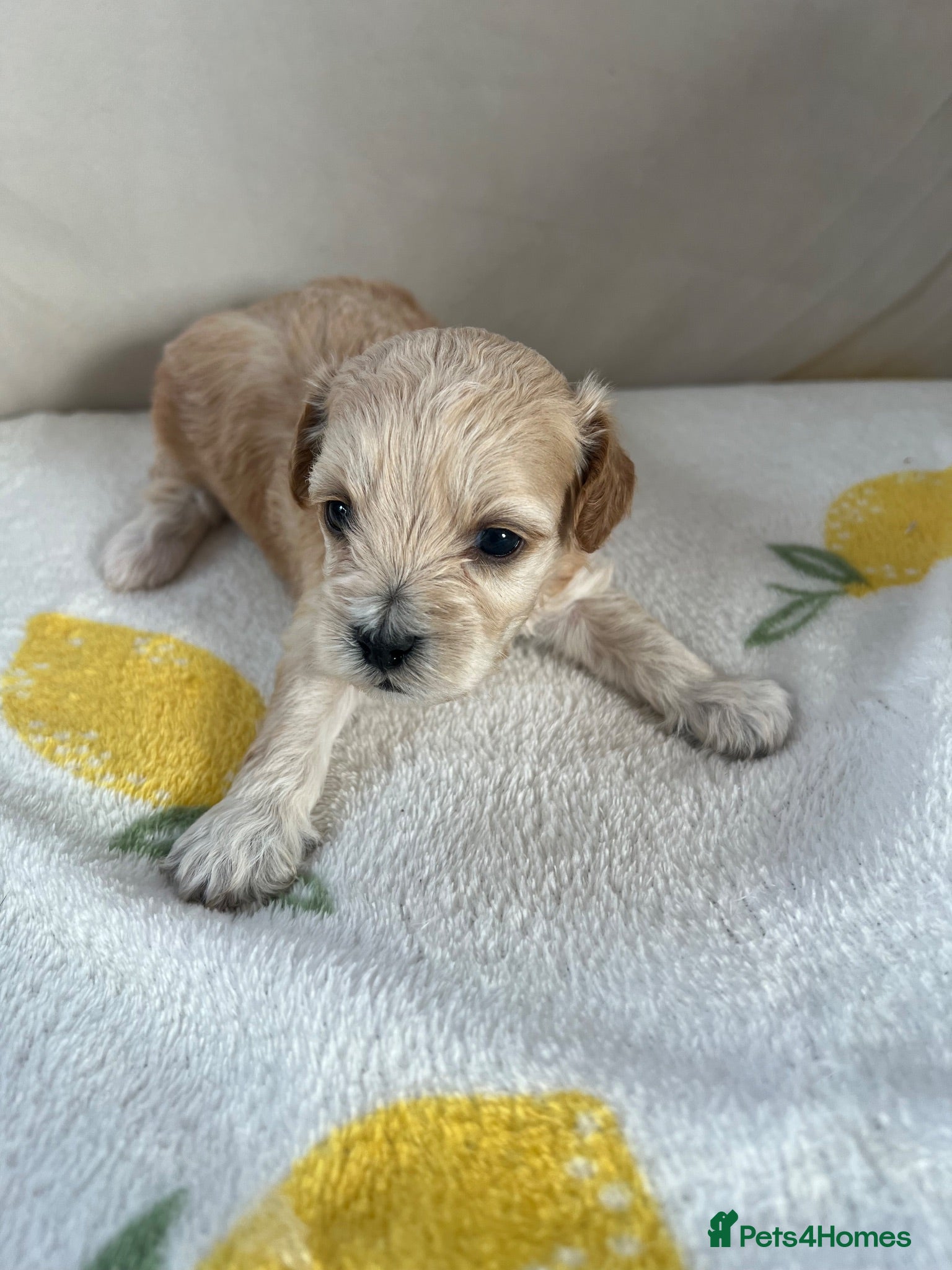 Shihpoo dogs Gorgeous f1 Shih poo puppies - Advert 5
