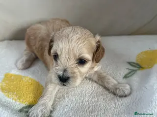 Shihpoo dogs Gorgeous f1 Shih poo puppies - Advert 5