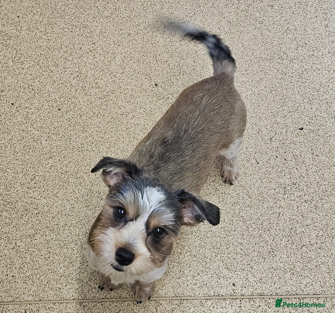 Yorkshire Terrier dogs for sale: 🤎 DNA tested parents-White Ocean Pearl boy 🤎 - Advert 3