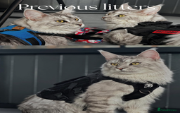Maine Coon cats for sale: Pure brew fluffy mainecoon kittens  - Image 10
