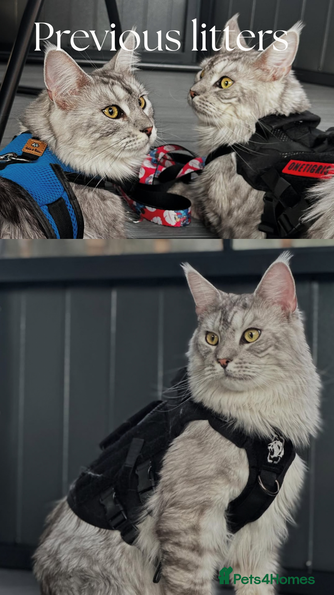 Maine Coon cats for sale: Pure brew fluffy mainecoon kittens  - Image 10