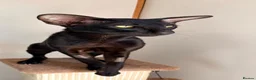 Oriental cats for sale: Oriental Shorthair - Advert 4
