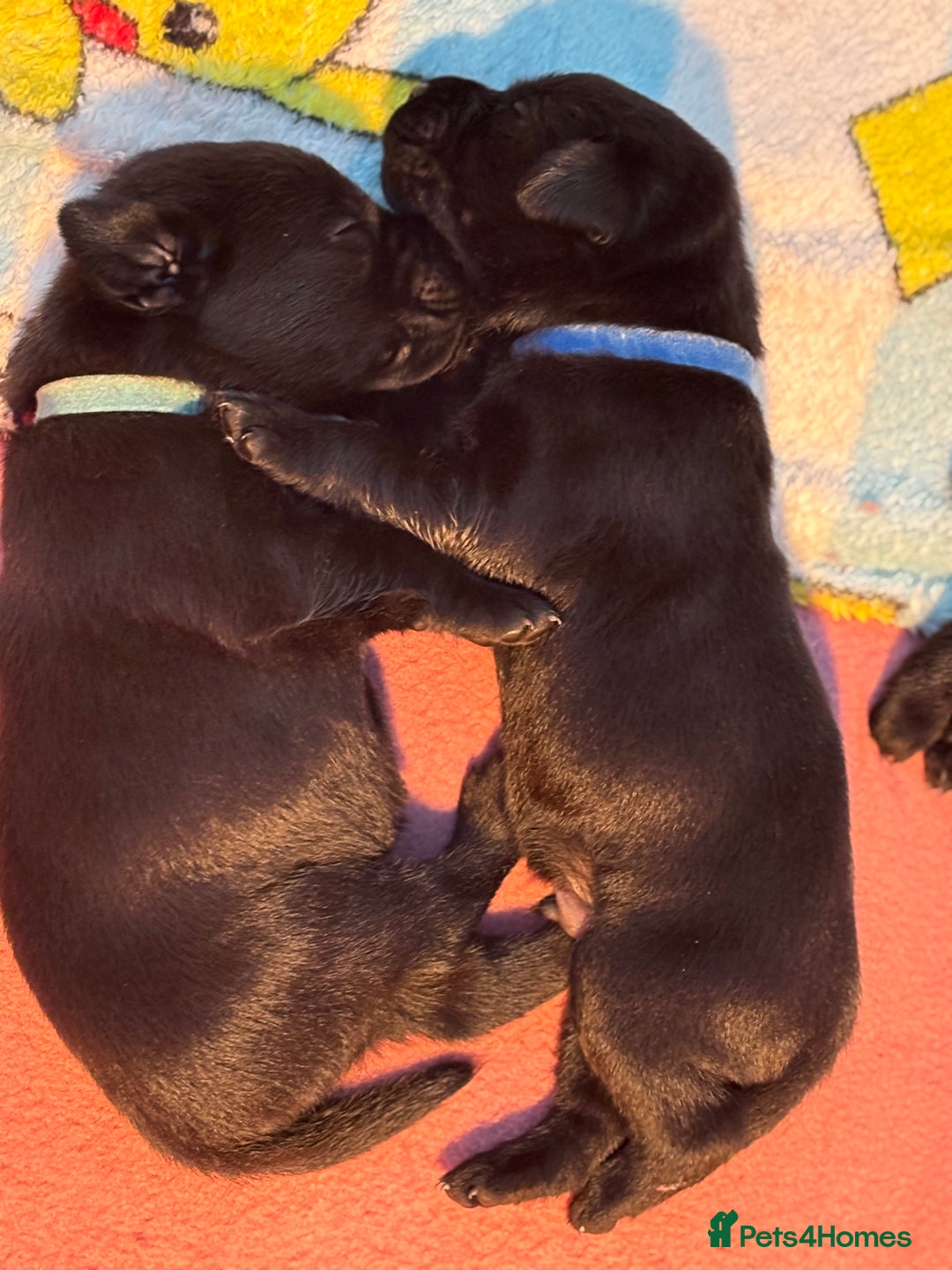 Labrador Retriever dogs for sale: 9 beautiful KC registered pedigree black lab pups - Image 5