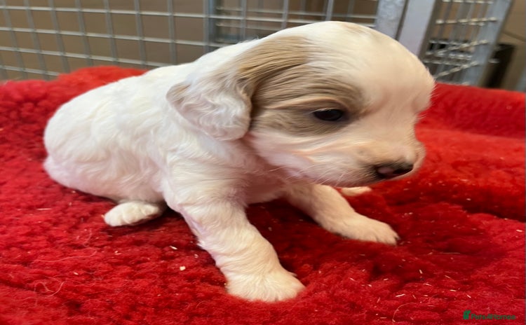 Cockapoo dogs - Advert 11