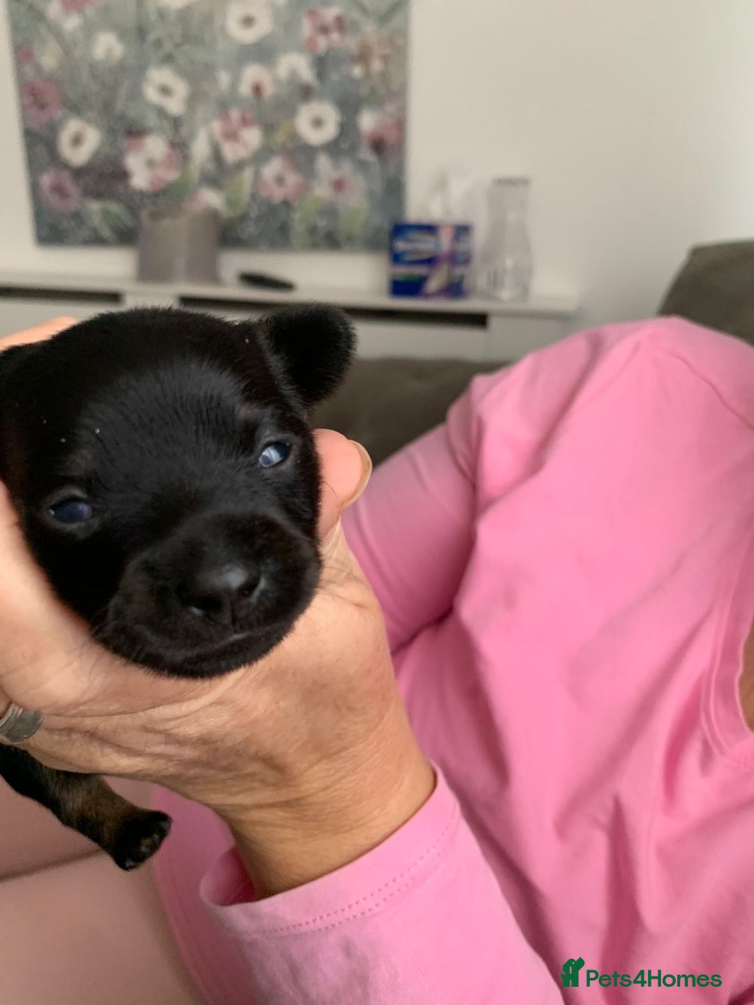 Chiweenie dogs for sale: 3 Beautiful chiwennie Girls - Advert 6