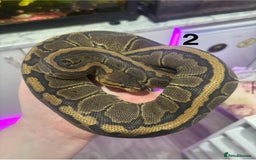 Python Snake reptiles for sale: Royal Pythons, Boa Constrictor & Bearded Dragons in Sleaford - Image 3