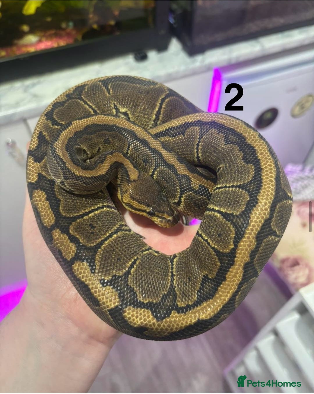 Python Snake reptiles for sale: Royal Pythons, Boa Constrictor & Bearded Dragons in Sleaford - Image 3