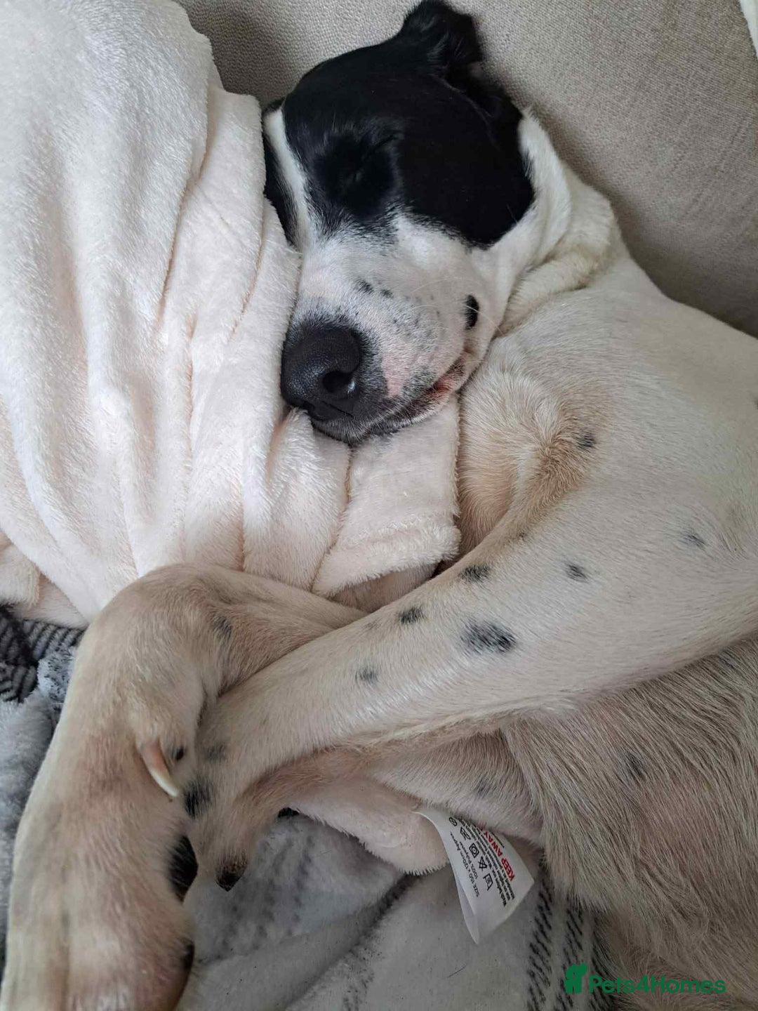 Pointer dogs for adoption: Charlie is looking for his forever home  - Image 9
