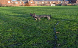 German Shepherd dogs for sale: Loyal, Playful German Shepherd for Rehoming - Image 7