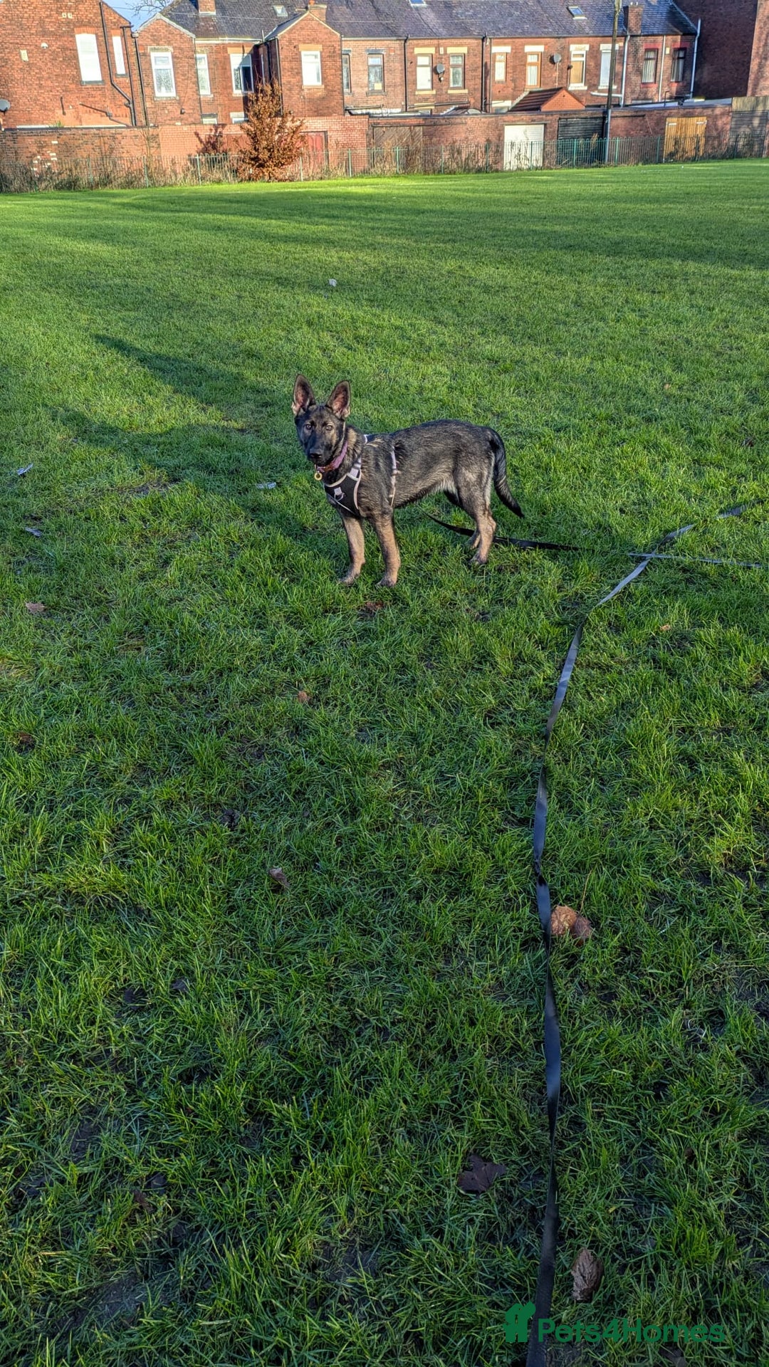 German Shepherd dogs for sale: Loyal, Playful German Shepherd for Rehoming - Image 7