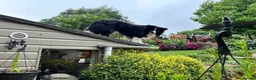 Border Collie dogs for stud: proven border collie at stud - Advert 26