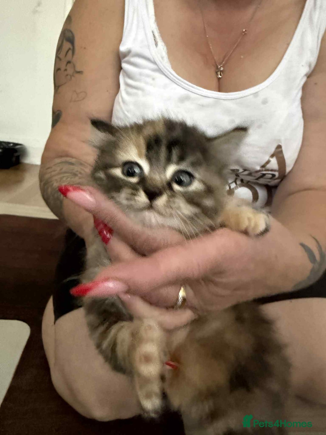 European cats for sale: Beautiful kittens  - Image 10