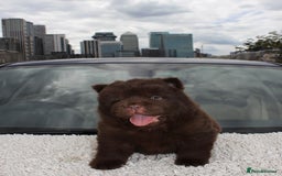 Chow Chow dogs for sale: CHOC🍫LILAC🌪️Champion KC reg🏆 pedigree chow chow - Image 10