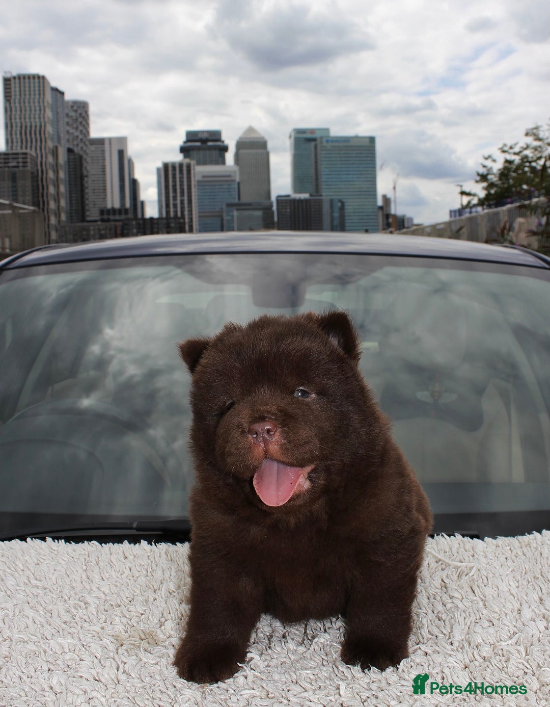 Chow Chow dogs for sale: CHOC🍫LILAC🌪️Champion KC reg🏆 pedigree chow chow - Image 10