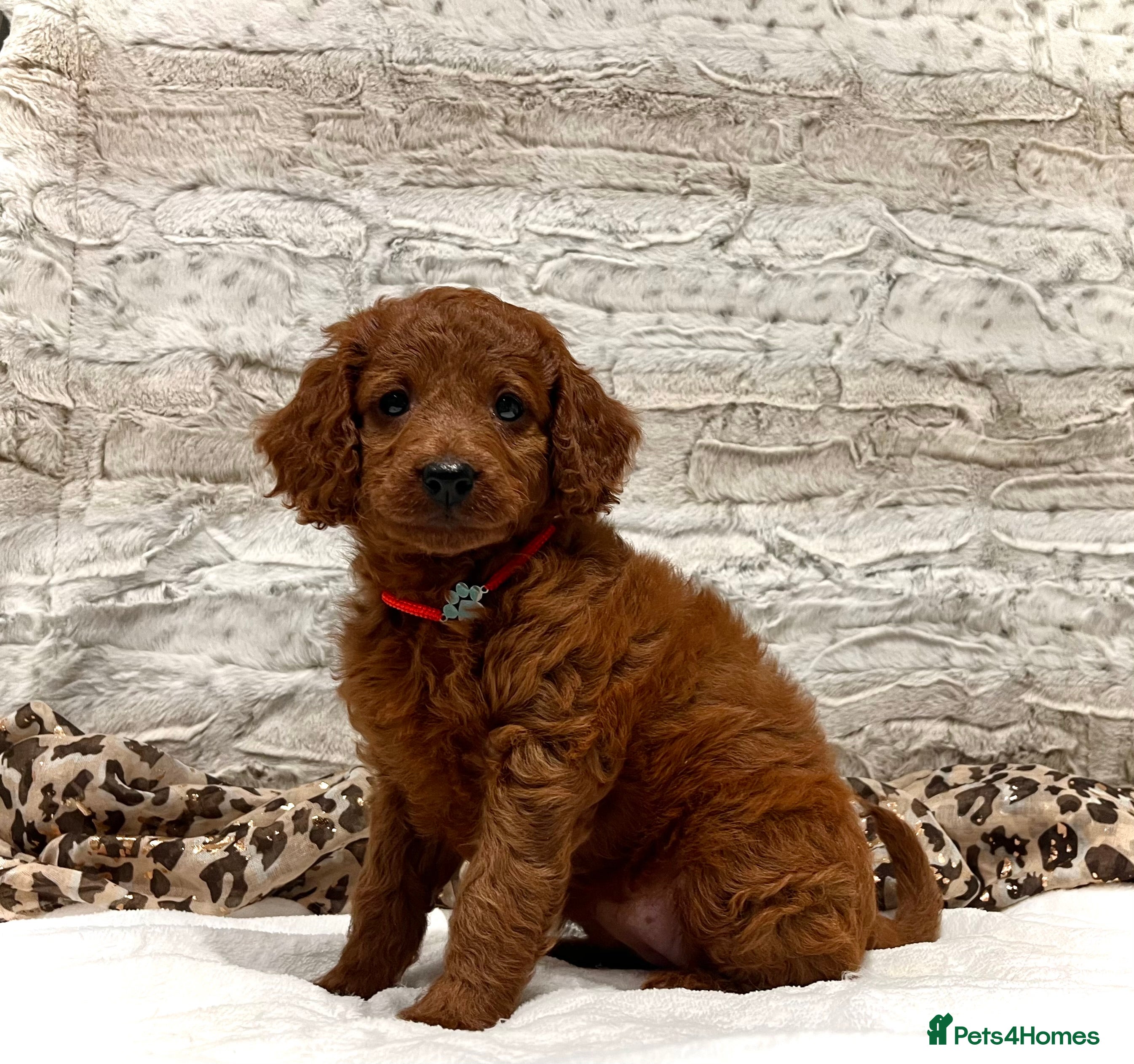 Cockapoo dogs ♥️RARE F1BB Hypoallergenic SHOWTYPE Mini Cockapoos - Advert 1