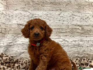 Cockapoo dogs ♥️RARE F1BB Hypoallergenic SHOWTYPE Mini Cockapoos - Advert 1