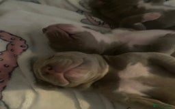 American Bully dogs for sale: Stunning bully pups  - Image 6