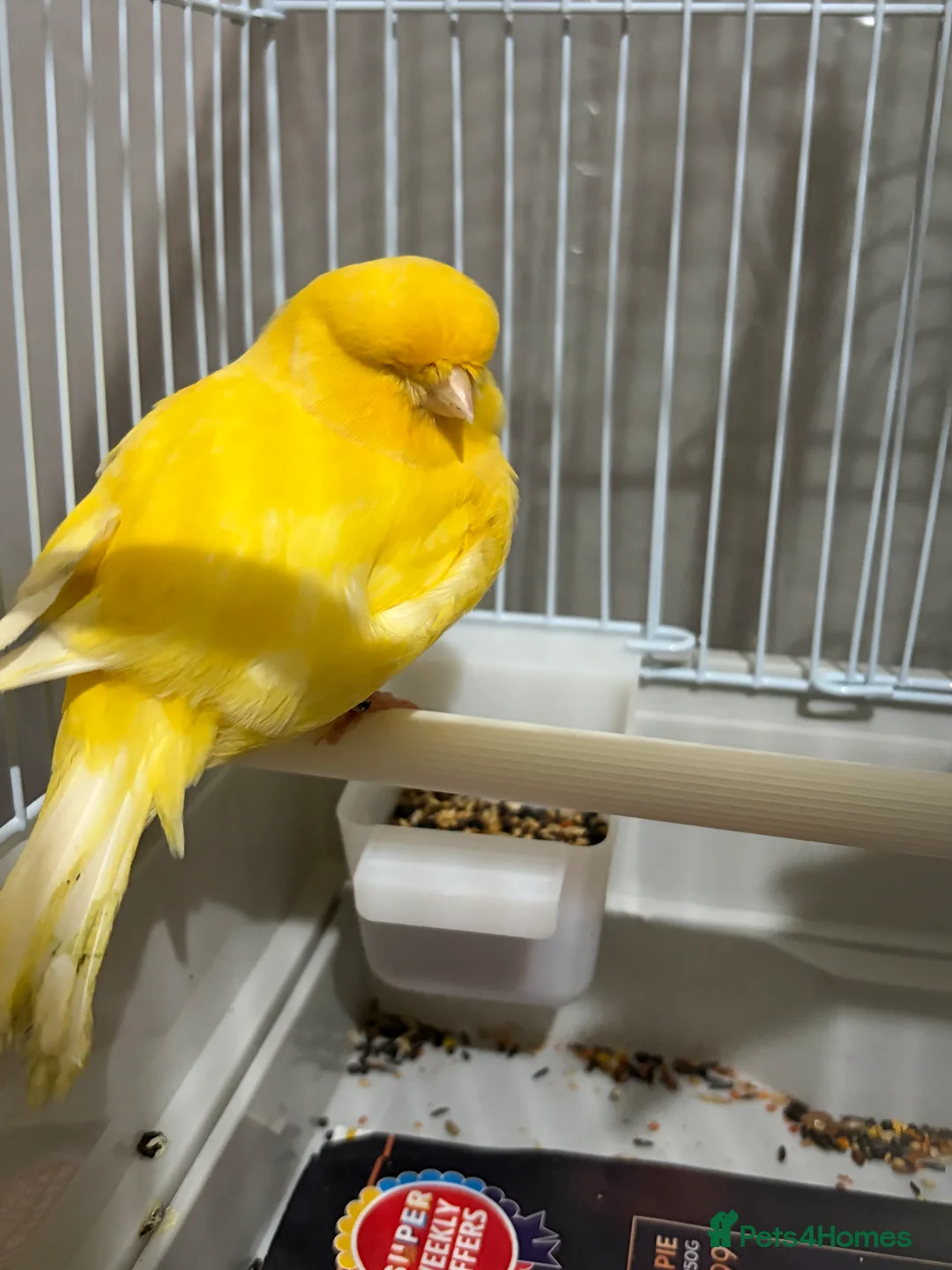 Canaries birds for sale: Mix selection of canaries Norwich/Border  - Advert 1