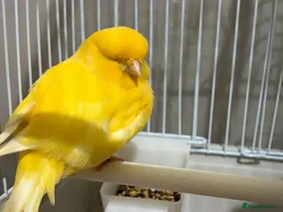 Canaries birds Mix selection of canaries Norwich/Border - Advert 4