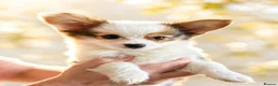 Papillon dogs for sale: Kc reg Papillon boy READY NOW!!! - Advert 2