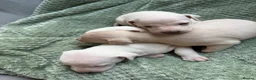 Italian Greyhound dogs for sale: 🐾Stunning cream kc registered iggys🐾 - Advert 15