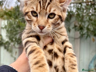 Keetso cats Rare curled eared rosetted keetso male - Advert 1