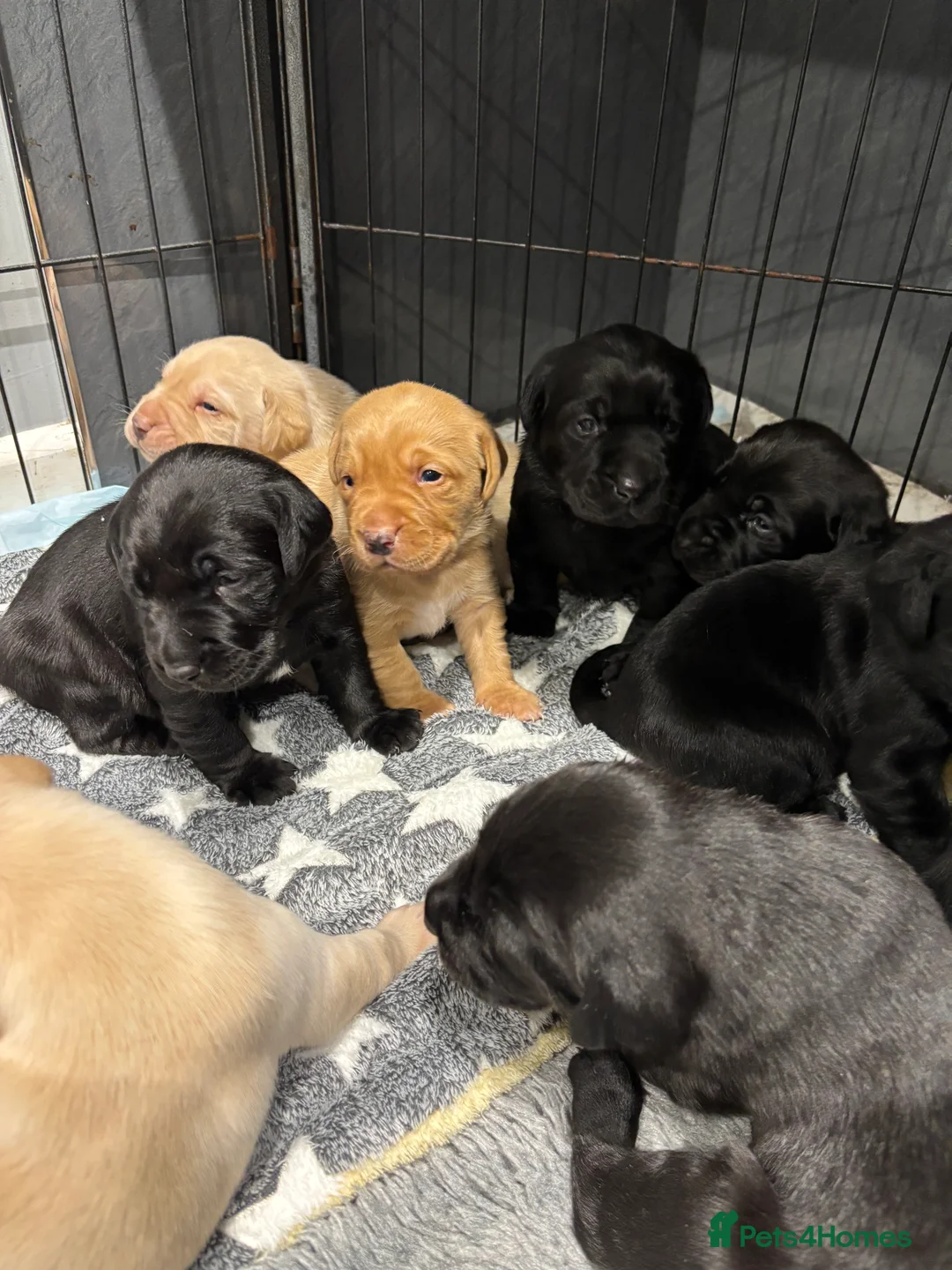 Labrador Retriever dogs for sale: Gorgeous KC registered Labrador puppies  - Advert 4