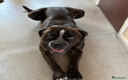 Mixed Breed dogs for sale: Looking to rehome bear, 2 year mastiff/rotti - Image 1