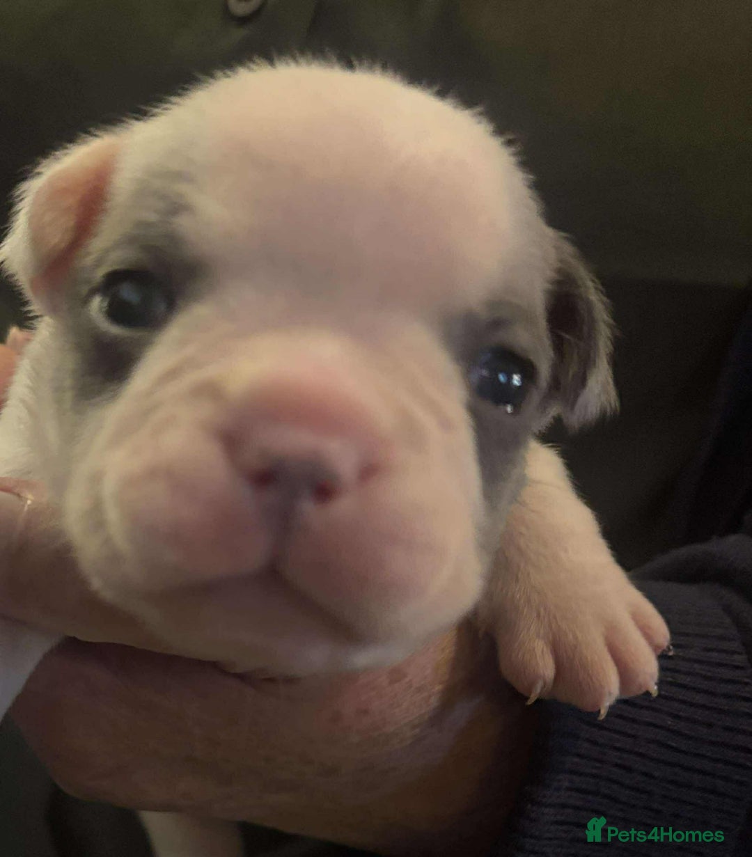 French Bulldog dogs for sale: Kc registered french bulldog puppies - Image 27