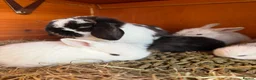 Mini Lop rabbits for sale: Stunning Vienna marked mini lops  - Advert 13