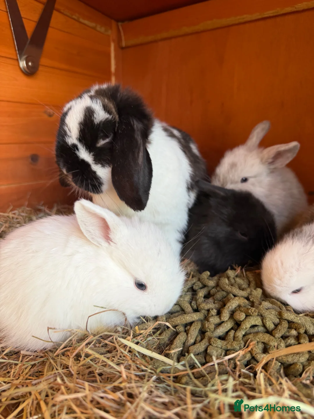 Mini Lop rabbits for sale: Stunning Vienna marked mini lops  - Advert 13
