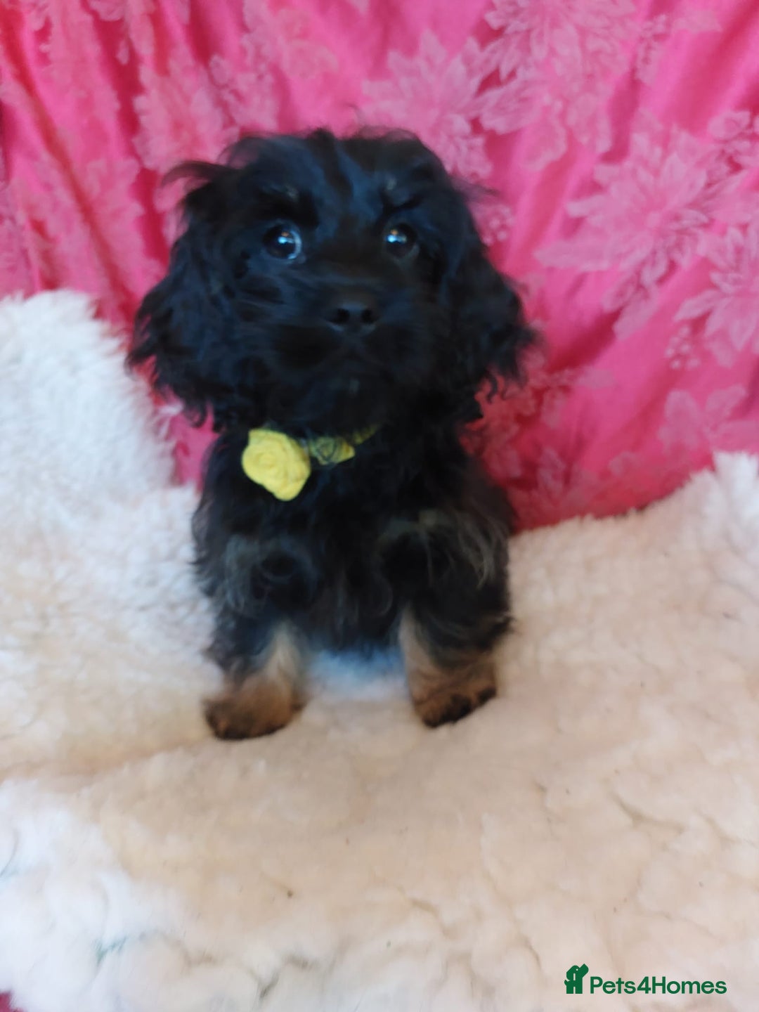 Mixed Breed dogs for sale: Poodle-Pekingese (peekapoo) pups. Fully vaccinated - Image 6