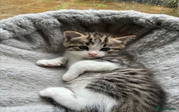 Mixed Breed cats for sale: Adorable Playful Happy Mixed breed kittens - Image 22