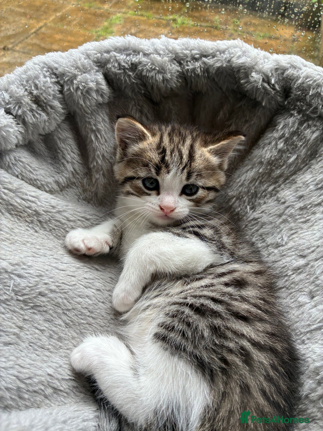 Mixed Breed cats for sale: Adorable Playful Happy Mixed breed kittens - Image 22