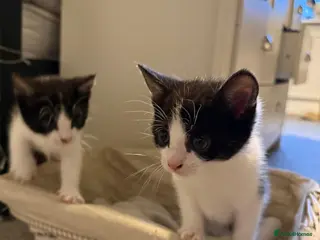 Mixed Breed cats beautiful kittens available - Advert 16