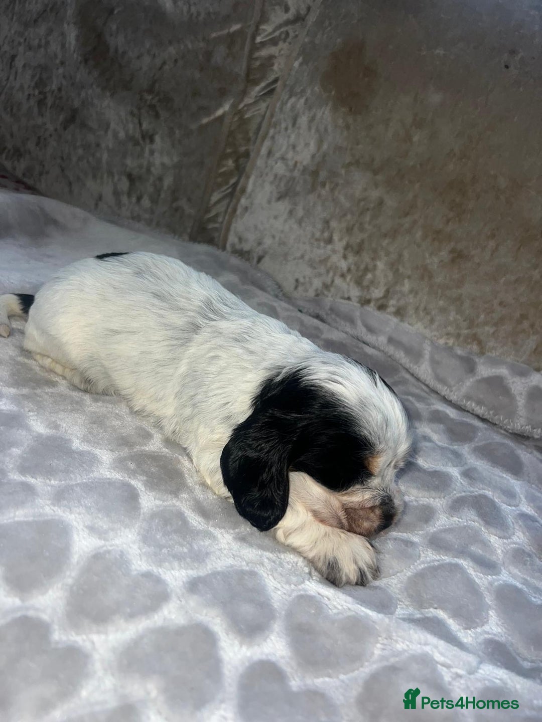 Cocker Spaniel dogs for sale: Kc registered show cocker spaniels  - Advert 11