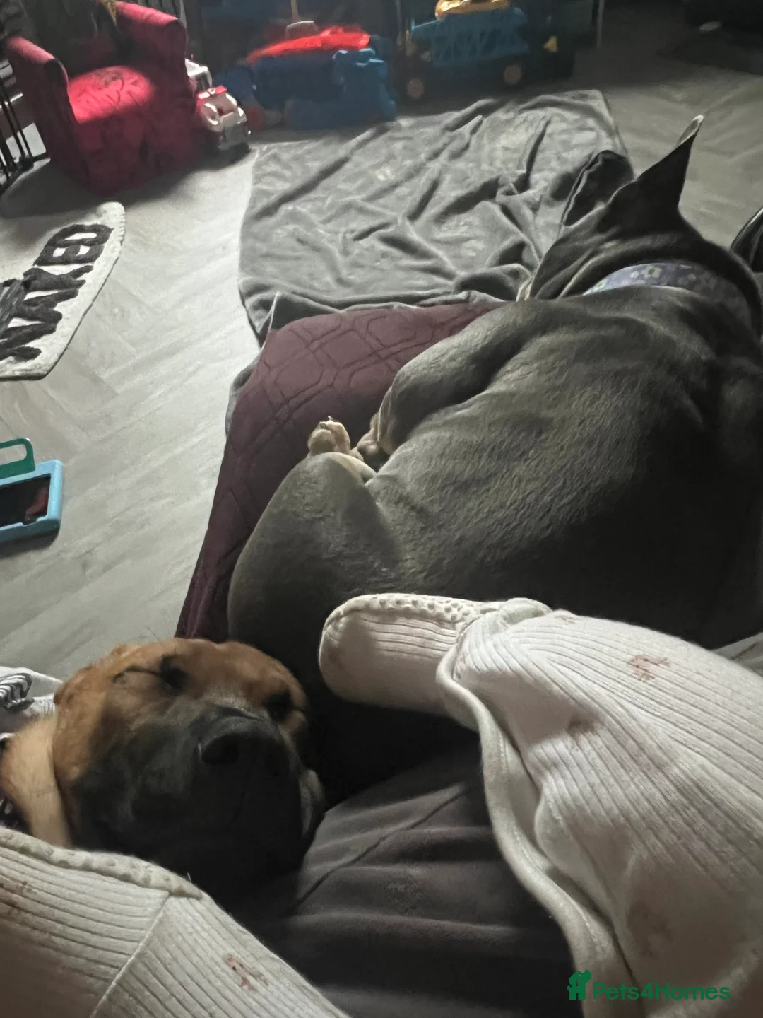 Mixed Breed dogs for sale: Puppy for sale  - Advert 2