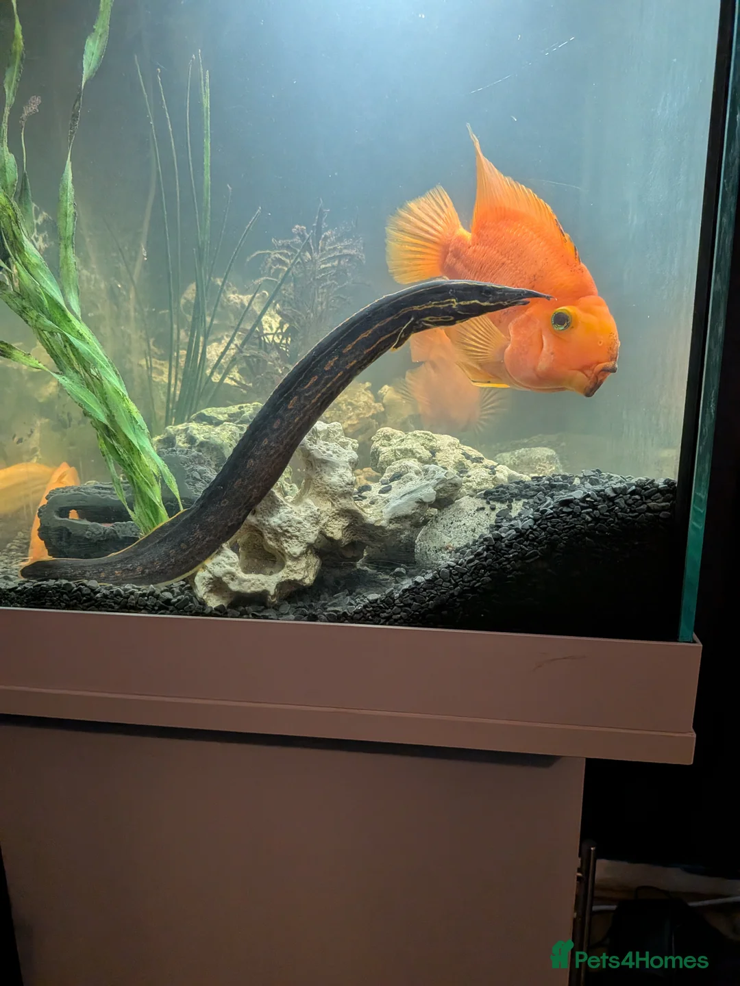 Cichlids fish for sale: Full setup - Advert 2