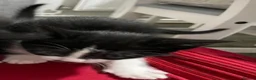 Domestic Shorthair cats for sale: Two Black/White Kittens - Advert 3