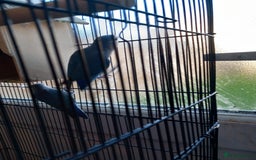 Parakeets birds for sale: A pair or parakeets  - Advert 3