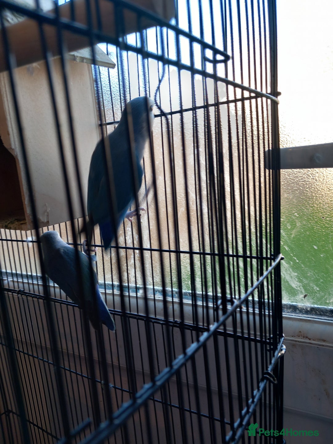 Parakeets birds for sale: A pair or parakeets  - Advert 3