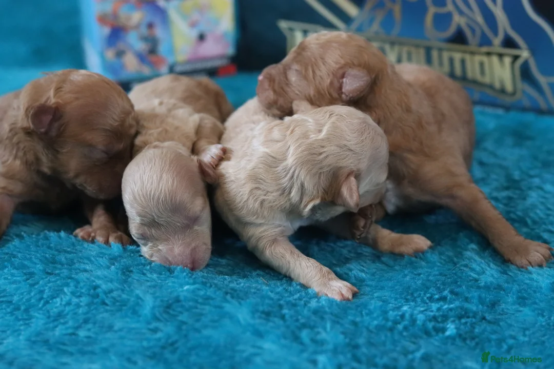 Maltipoo dogs for sale: 4 Maltipoo Puppies - 2 Apricot Girls & 2 Red Boys - Advert 9