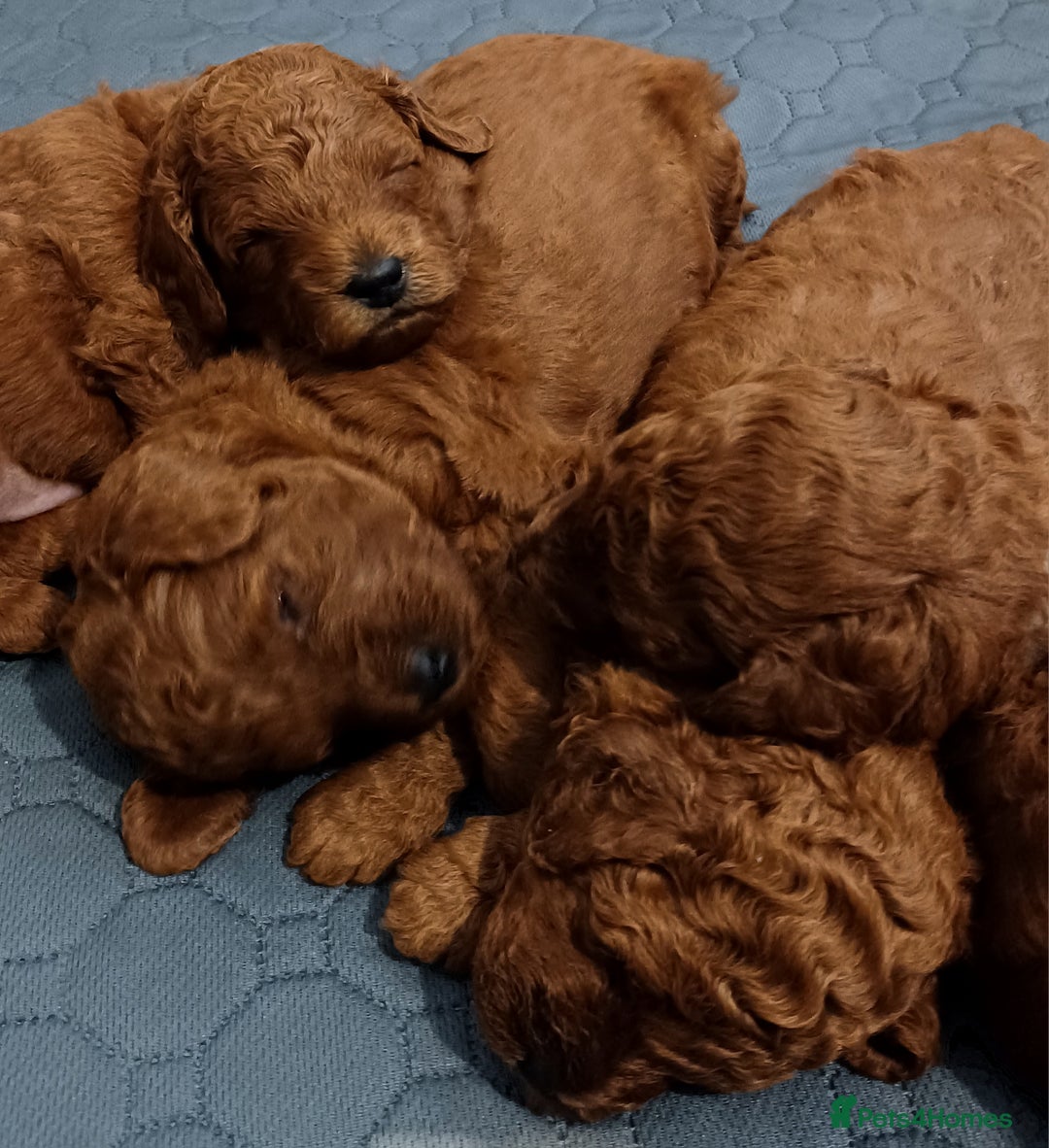 Miniature Poodle dogs for sale: 🐩 Pedigree KC Red Miniature Poodles DNA tested 🐩 - Advert 3