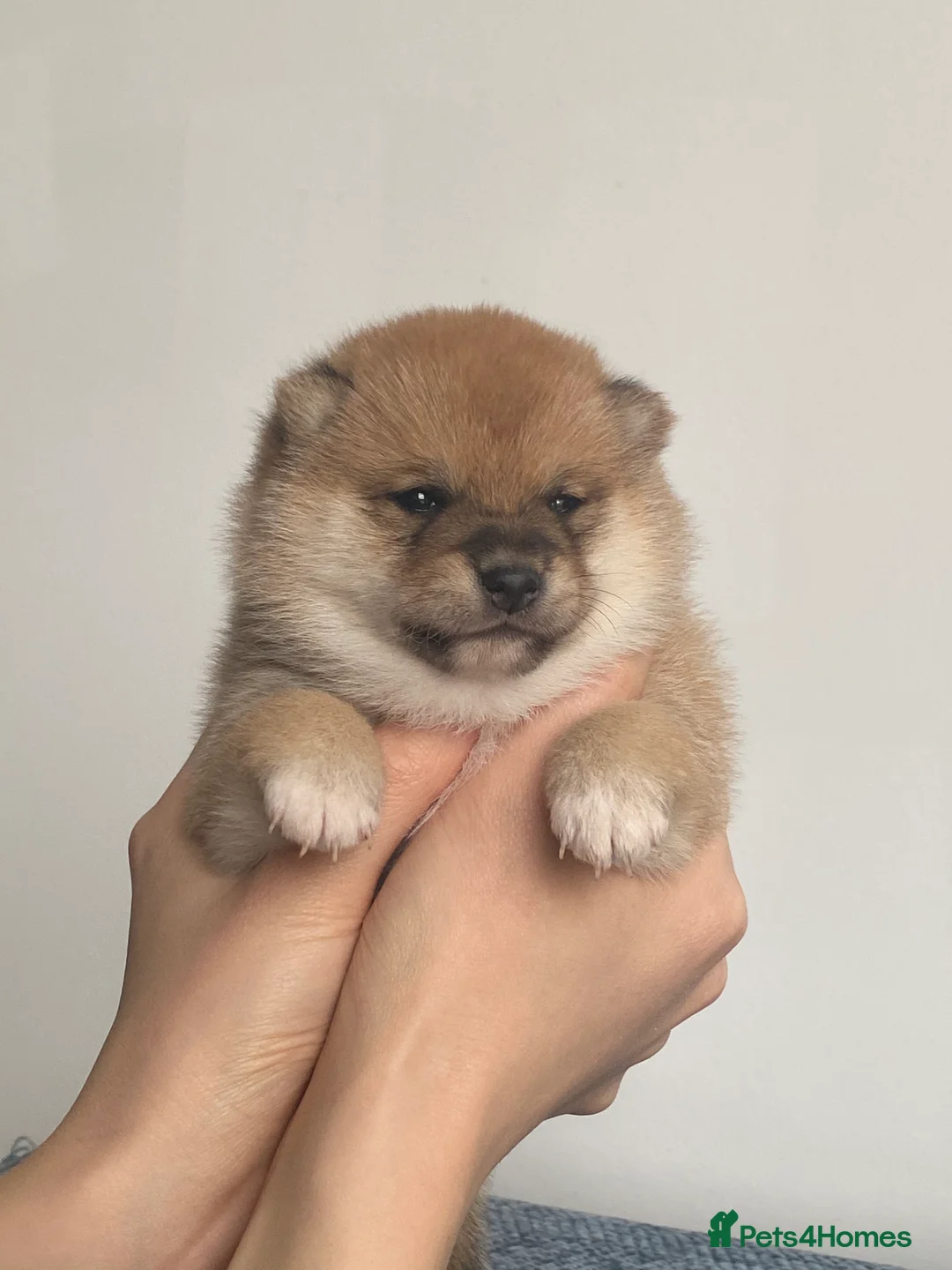 Japanese Shiba Inu dogs for sale: Japanese Championship Bloodline Mame Shiba   - Advert 21