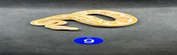 Python Snake reptiles for sale: Royal pythons  - Advert 6