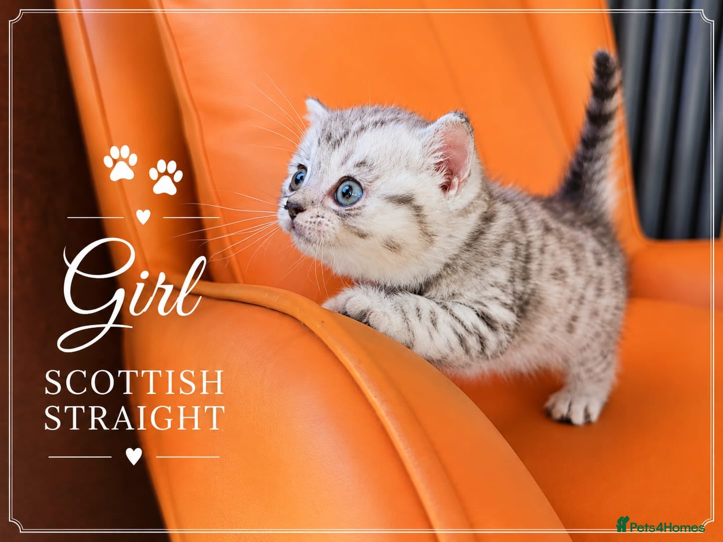 Scottish Fold cats for sale: Scotish Fold Kittens - Advert 14