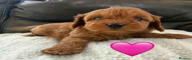 Maltipoo 4